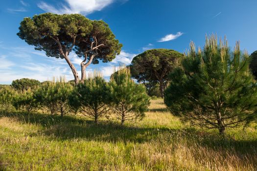 Italian stone pine 