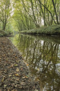 Protected Brook near Winterswijk in the East of the Netherlands