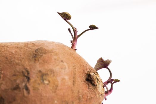 Sweet potato with sprout, white background