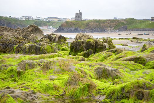 seaweed covered rocks with castle and cliffs on ballybunion beach in county kerry ireland