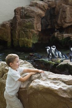 Little boy looking at penguins