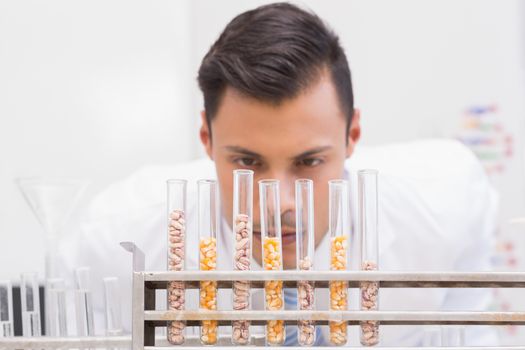 Scientist looking at tubes of corn and kernel 