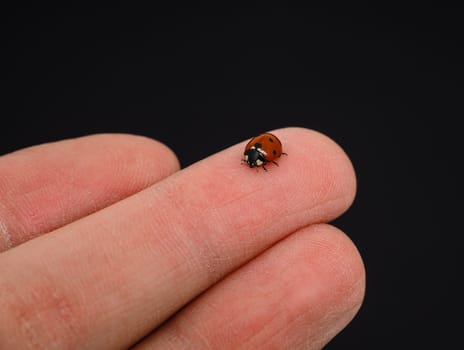 Ladybird walking on middle finger isolated towards black backgro