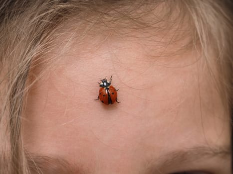 Closeup of ladybird bug on forehead walking towards hair