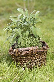 basket with fresh herbs in the garden