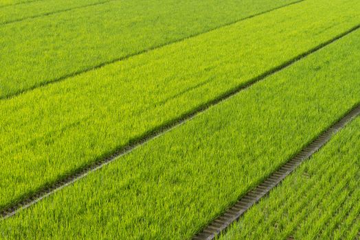 Endless Rice Fields