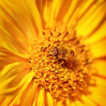 Beautiful little bee on a flower