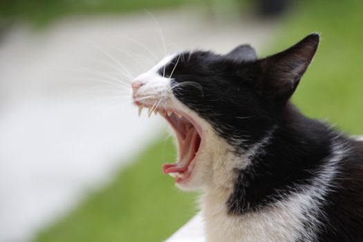Cat yawn