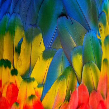 Beautiful nature background texture of Scarlet Macaw feathers pattern
