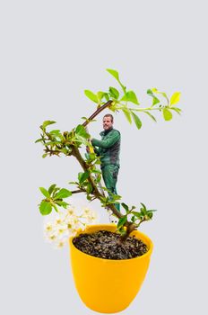 Man bonsai tree