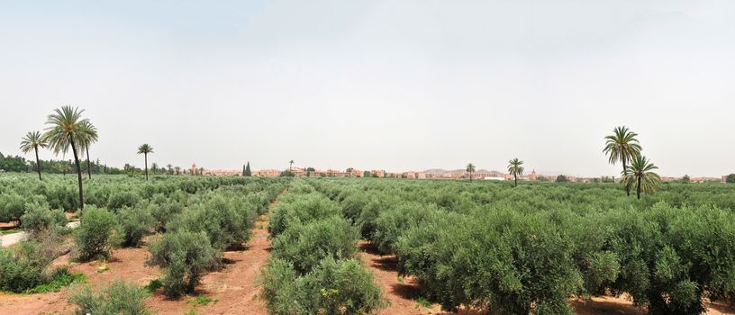Marrakech panorama