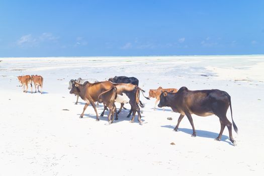 Cattle on Paje beach, Zanzibar.