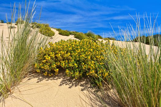 Sardinia - flowered dune