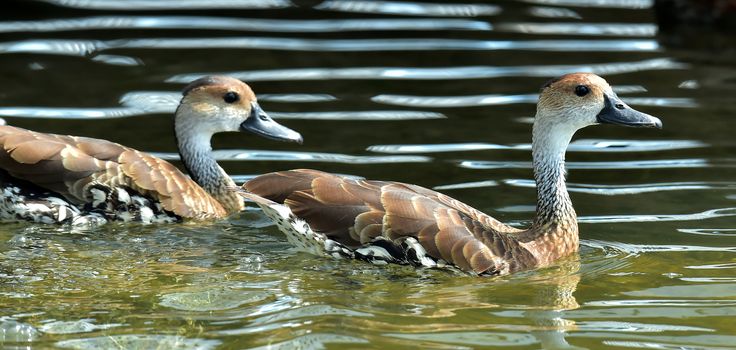 Cuban or West Indian Whistling Duck 