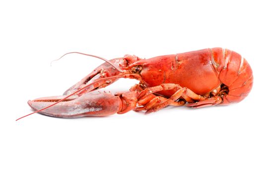 Boiled lobster isolated side view