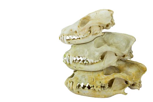 Skulls of fox and dogs on top of each other