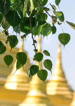 Sacred fig leaves with the temple background.