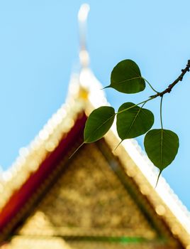 Sacred fig leaves with the temple background.