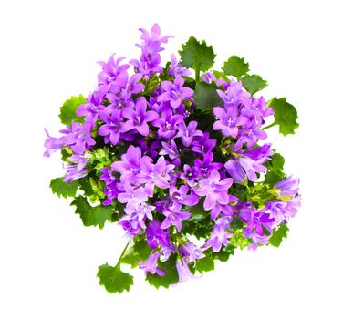 Beautiful vivid purple spring flower bush Dalmatian bellflower (