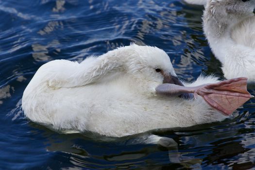 The funy cute little swan is cleaning her feathers in the water