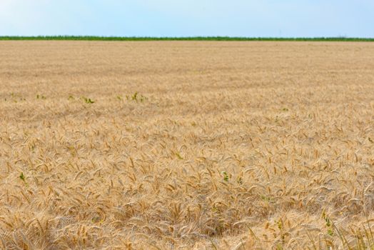Field of ripened wheat
