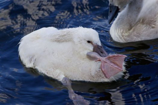 The funy cute chick swan is stretching out her leg while cleaning the feathers