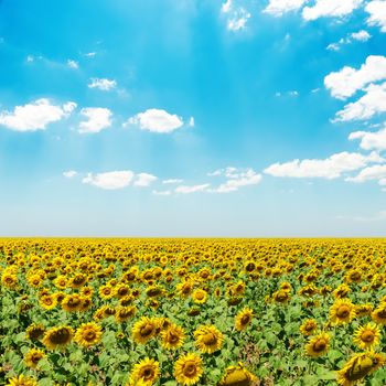 sunflower field under blue sky with clouds