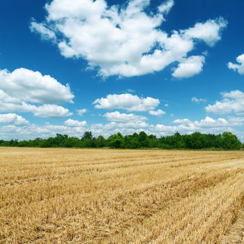 agricultural field after harvesting under deep blue sky with clo