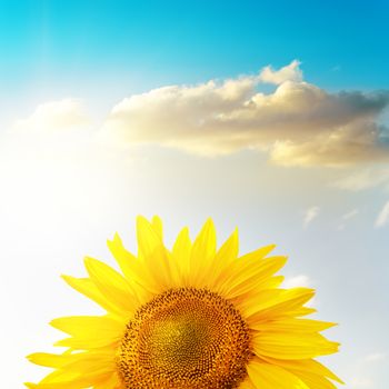 golden head of sunflower under sunset and blue sky with clouds