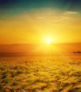 golden wheat field and sunset over it