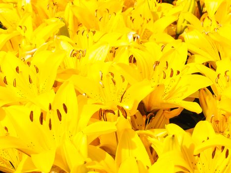 Beautiful bouquet of yellow lilies