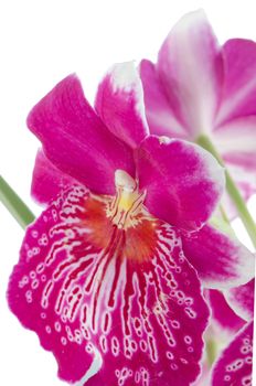 Pansy Orchid - Miltonia Lawless Falls 