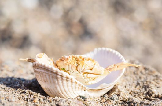 Closeup of a crab hiding in a empty white clam in sand