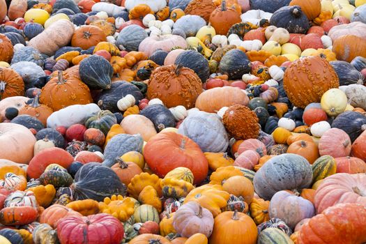Different maxima and pepo cucurbita pumpkin pumpkins from autumn