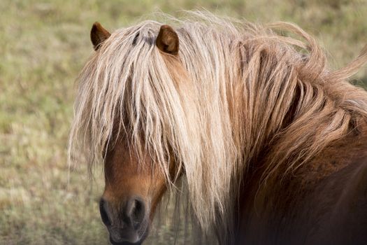 Horse in pasture close up