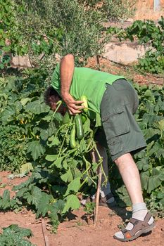 man in vegetable garden