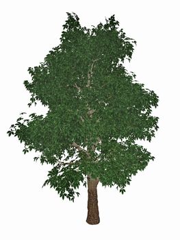 Horse-chestnut or conker tree, aesculus hippocastanum - 3D render
