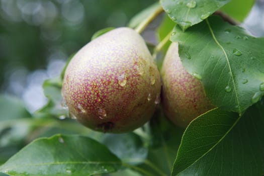 Ripe pears on a branch