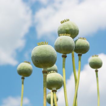 Opium Poppy Capsules