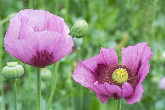 Opium Poppy Flower Closeup