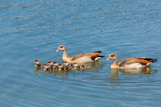 Couple nile geese swimming with newborn young