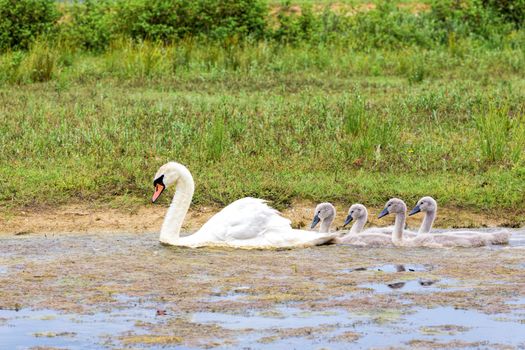 White mother swan swimming in line with young