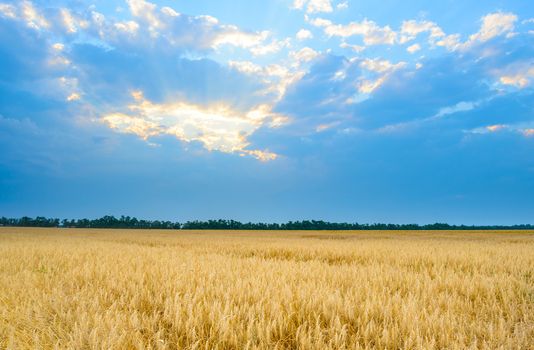 Beautiful Wheat Field under Blue Sky with Dramatic Sunset Clouds