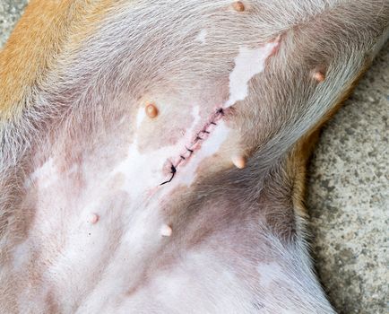 Wound after spaying female dog