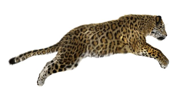 3D digital render of a big cat jaguar jumping isolated on white background
