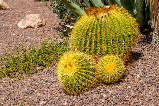 Echinocactus grusonii Cactus