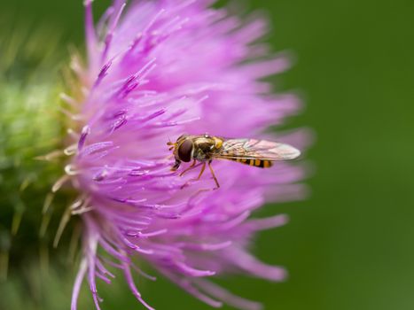 Extreme closeup of hoverfly on pink thistle