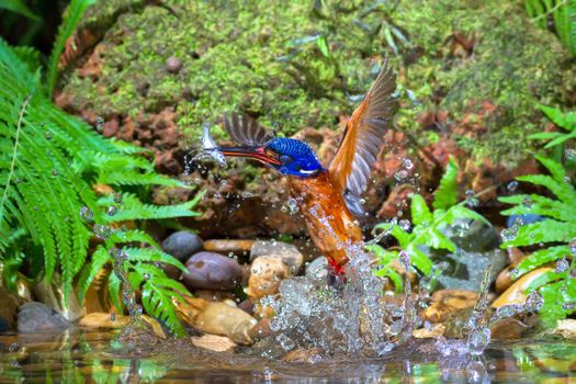 Blue-eared Kingfisher – Male