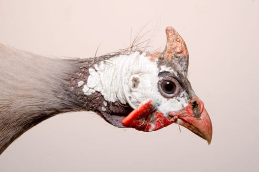 A helmeted guinea fowl (Numida meleagris) from Africa.