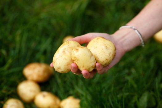 Potato harvesting. Female hands holds washed potatoes against grass. Locavore, clean eating,organic agriculture, local farming,growing concept. Selective focus